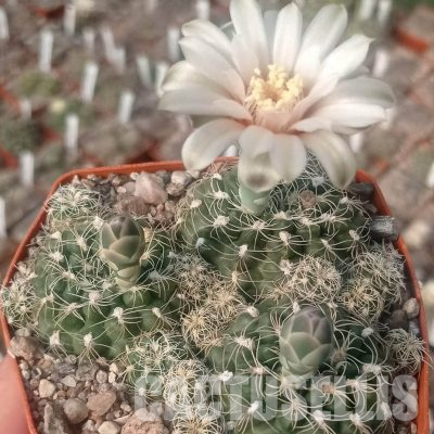 LOT1139 20 seeds/20 СЕМЕНА  Gymnocalycium parvulum VG498