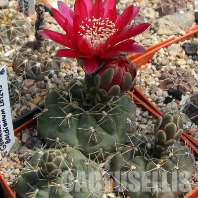 LOT1142 20 seeds/20 СЕМЕНА  Gymnocalycium baldianum LB1423