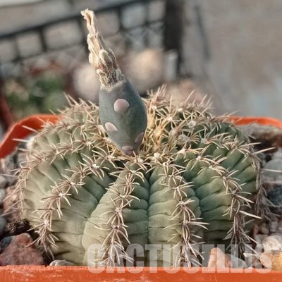LOT1143 20 seeds/20 СЕМЕНА  Gymnocalycium stellatum v. kleinianum STO 871, Cordoba, Arg.
