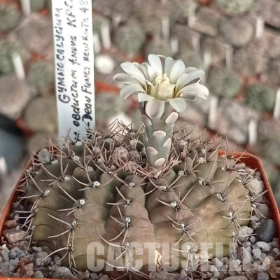 LOT1145 20 seeds/20 СЕМЕНА  Gymnocalycium obductum KP685