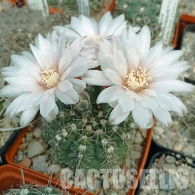 LOT1150 20 seeds/20 СЕМЕНА  Gymnocalycium amerhauseri HT 88/229, Argentina: Sierra Chica, Córdoba, 1450m