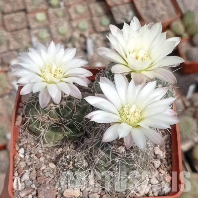 LOT1151 20 seeds/20 СЕМЕНА  Gymnocalycium amerhauseri v. altagraciense VG 053