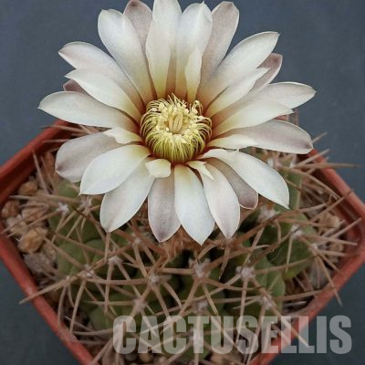 LOT1093 20 seeds/20 СЕМЕНА  Gymnocalycium moserianum GN93-669