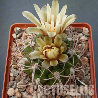 LOT1094 20 seeds/20 СЕМЕНА  Gymnocalycium ambatoense P22