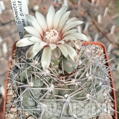 LOT1096 20 seeds/20 СЕМЕНА  Gymnocalycium prochazkianum VS663