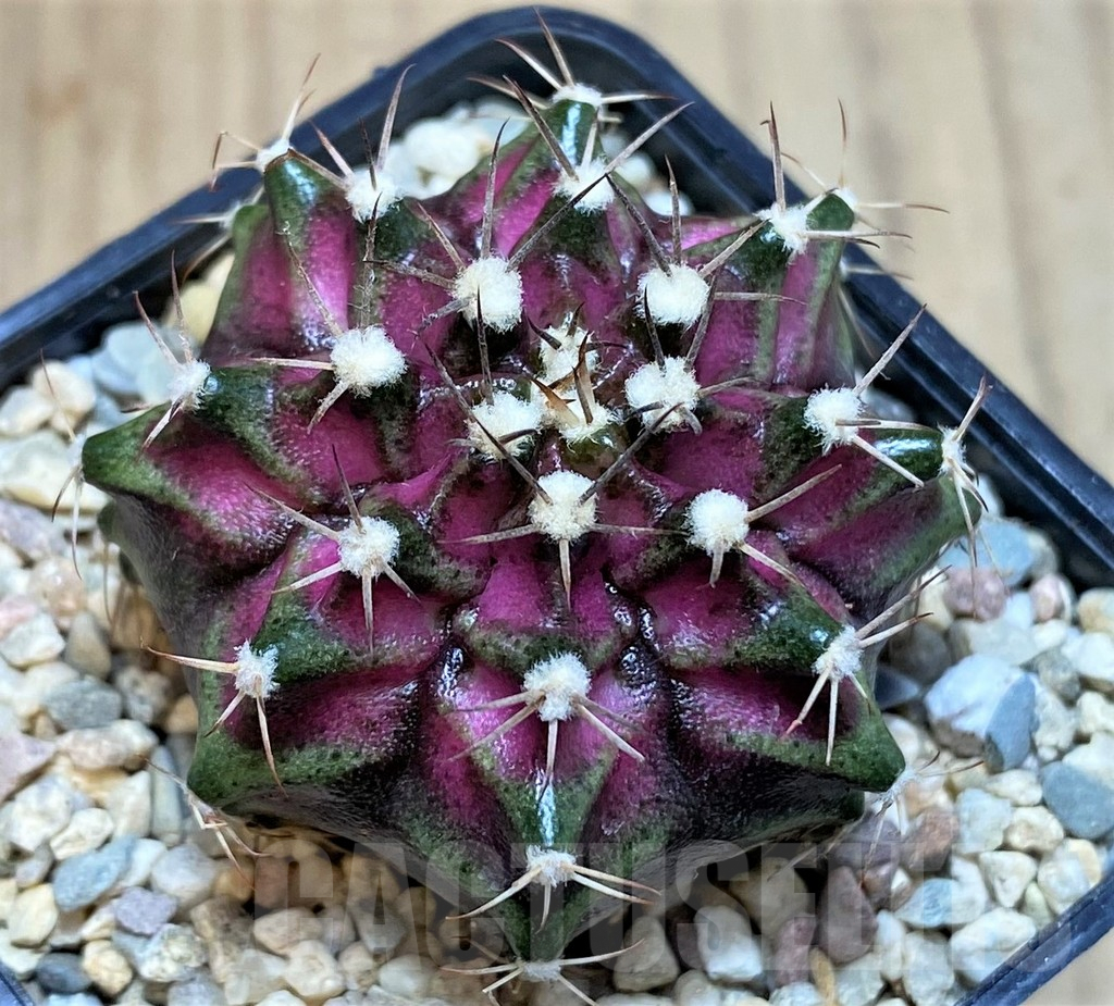 SH2009 Gymnocalycium mihanovichii T-lux, seedling