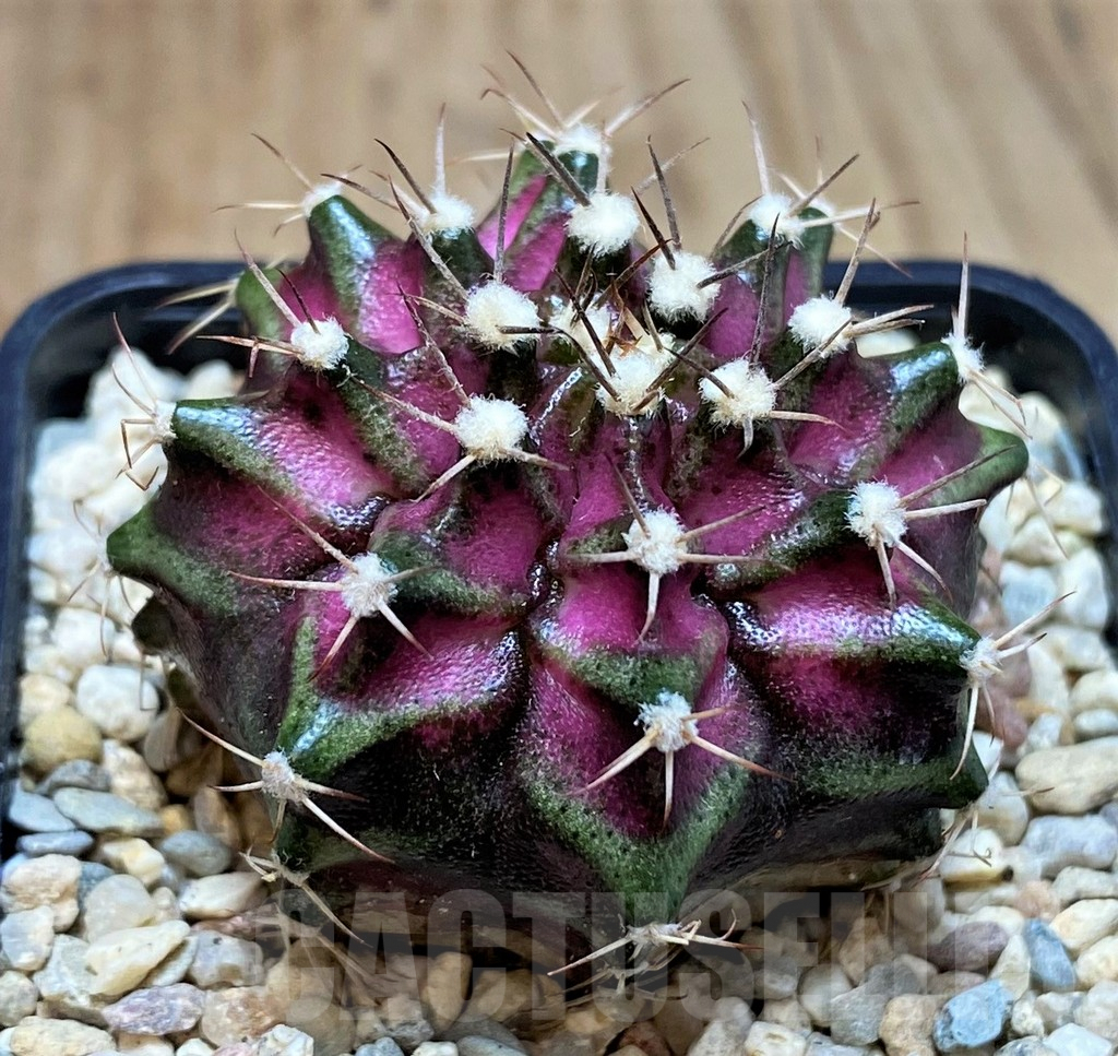 SH2009 Gymnocalycium mihanovichii T-lux, seedling - Image 2
