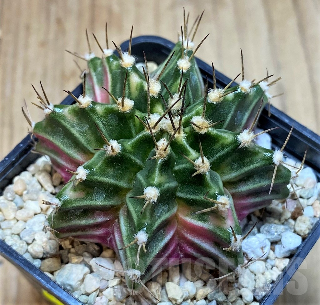 SH2012 Gymnocalycium mihanovichii f. variegata, seedling - Image 2