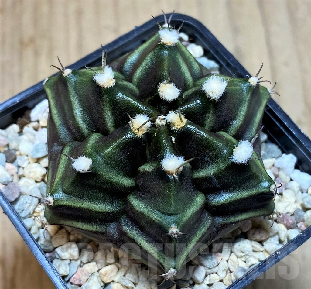 SH2028 Gymnocalycium mihanovichii 6-ribs, seedling - Image 2
