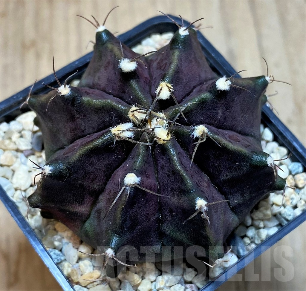 SH2029 Gymnocalycium 'Black Widow' x ‘Day Dream’, seedling - Image 2