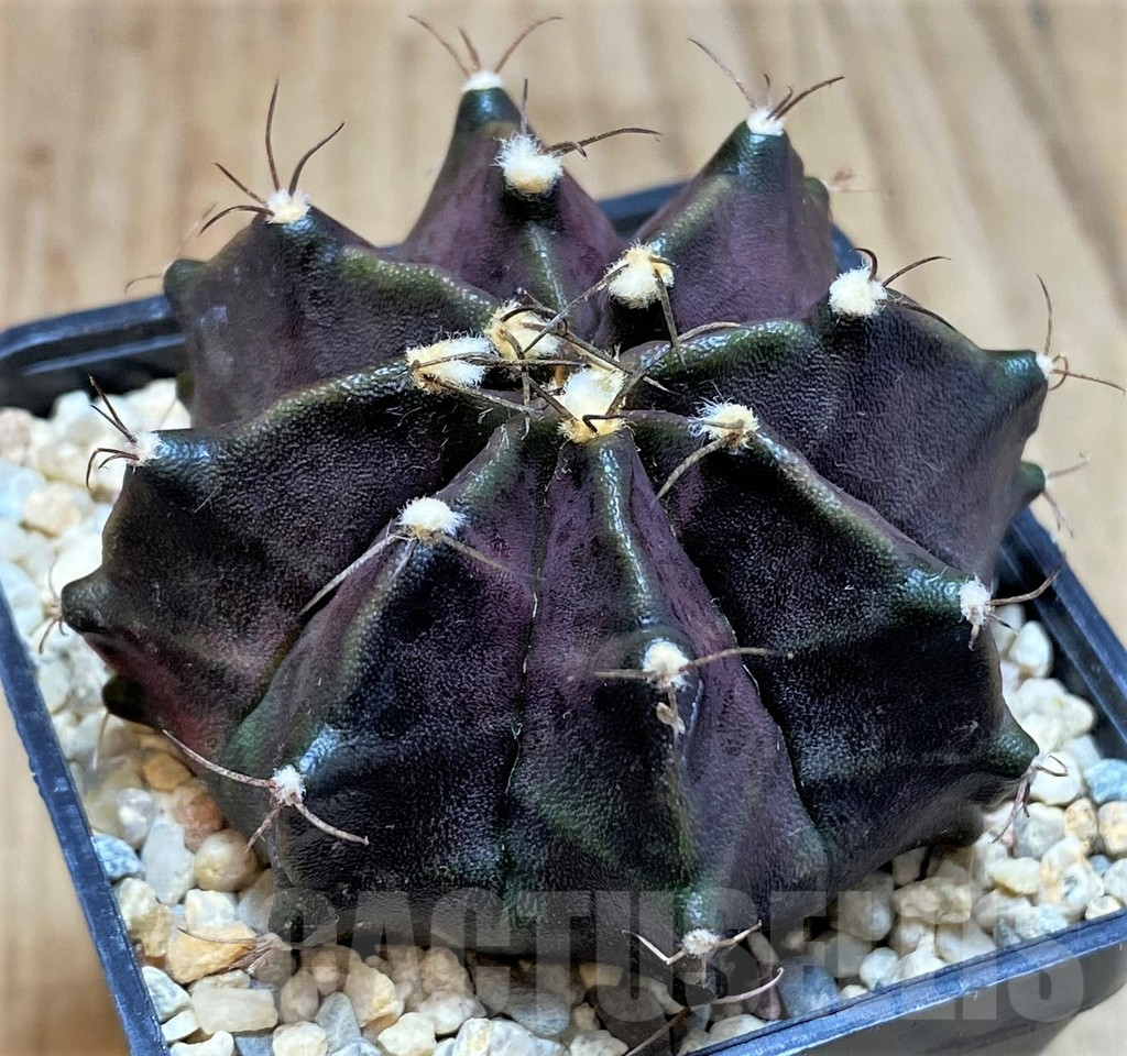 SH2029 Gymnocalycium 'Black Widow' x ‘Day Dream’, seedling