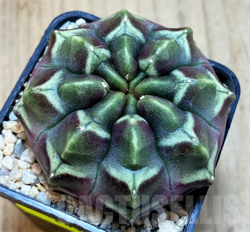 SH2032 Gymnocalycium mihanovichii ‘Day Dream’, seedling