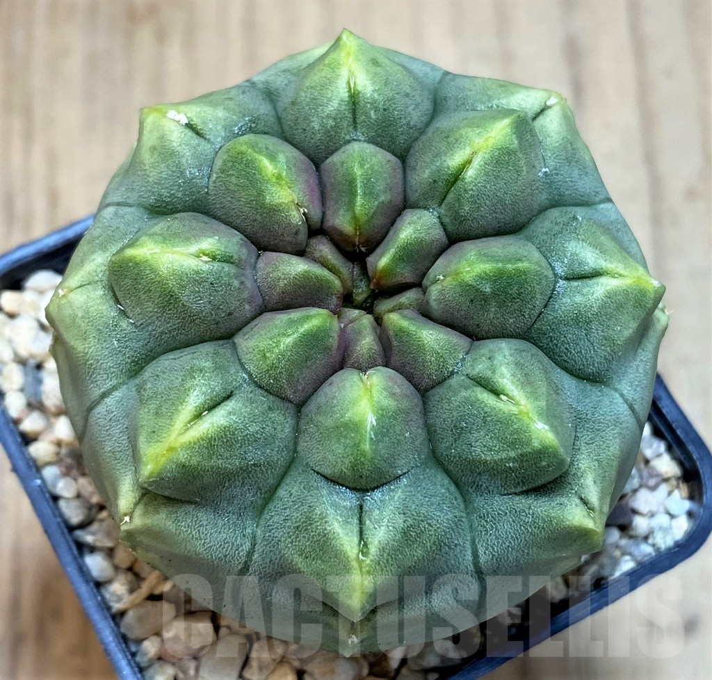 SH2034 Gymnocalycium mihanovichii ‘Day Dream’, seedling