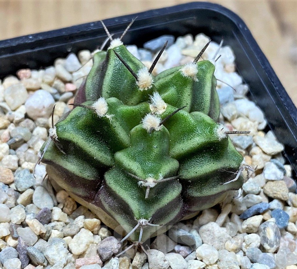 SH2036 Gymnocalycium mihanovichii 5-ribs, seedling