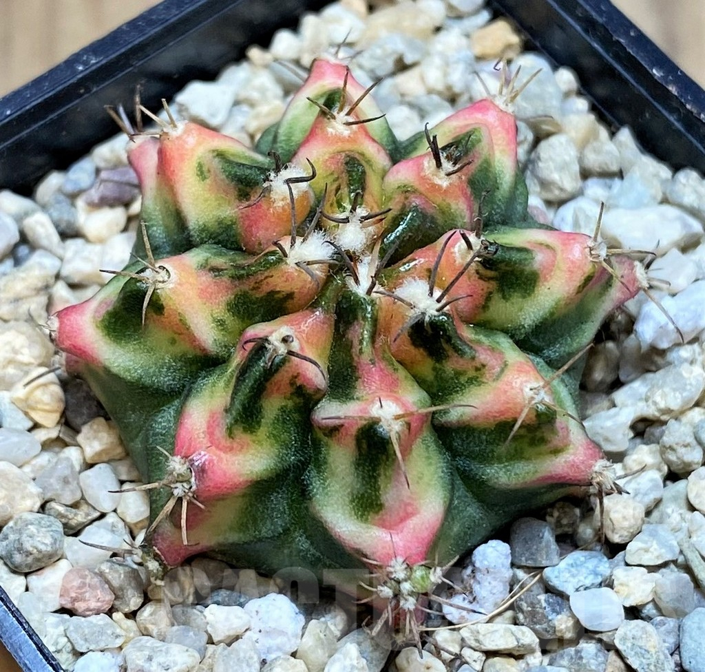 SH2000 Gymnocalycium mihanovichii 'Multicolor'