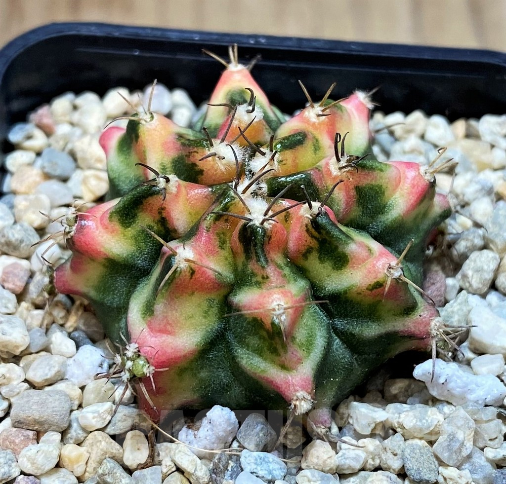 SH2000 Gymnocalycium mihanovichii 'Multicolor' - Image 2