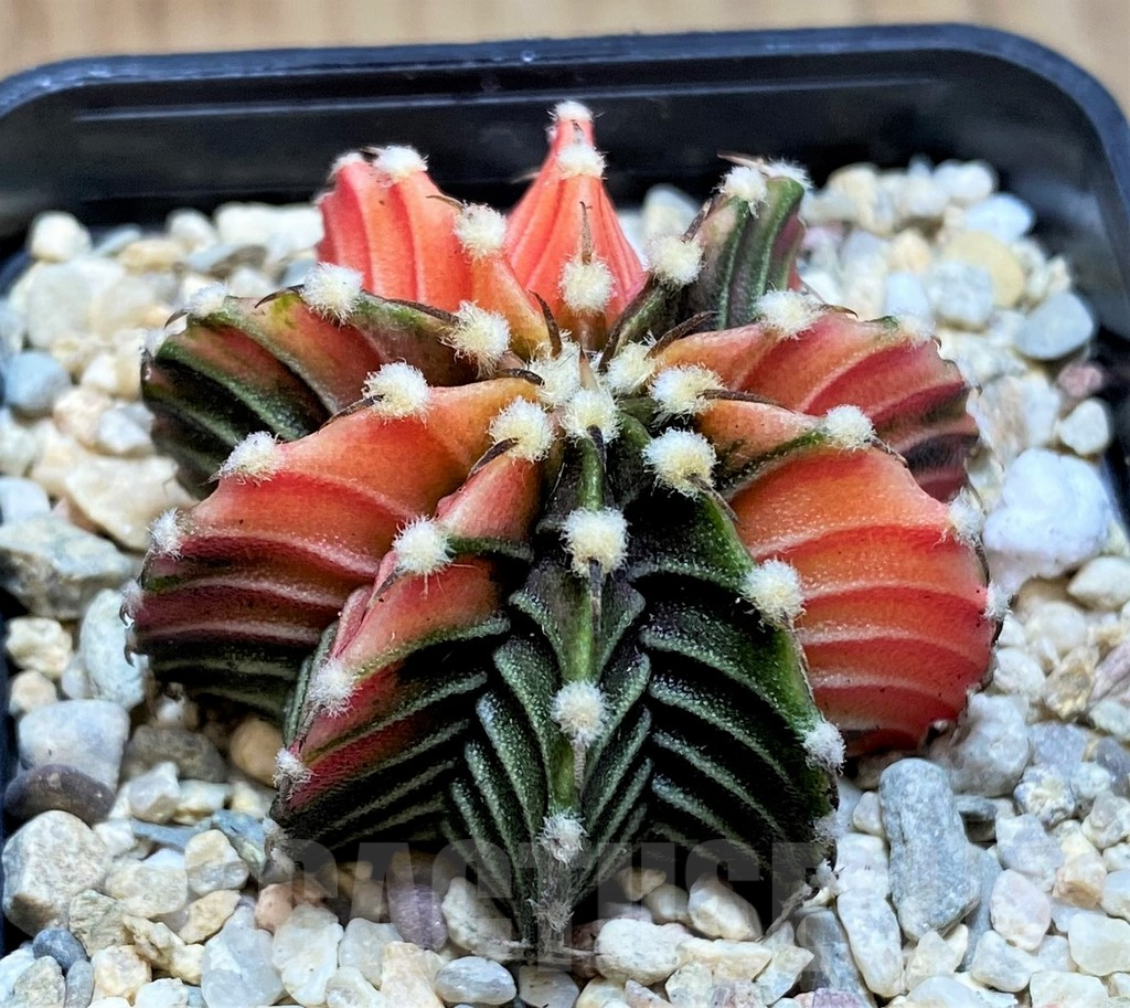 SH2006 Gymnocalycium friedrichii f. variegata, seedling