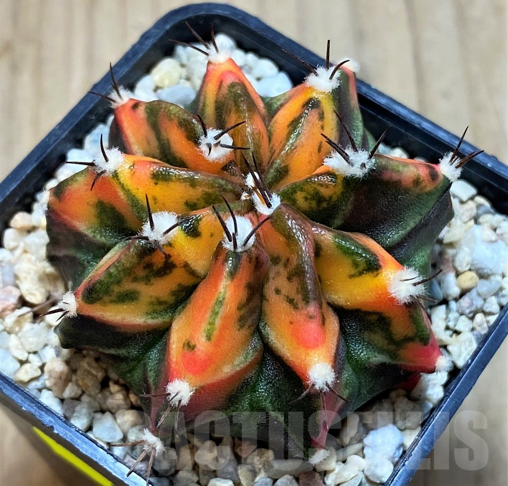 SH2140 Gymnocalycium mihanovichii f. variegata, seedling