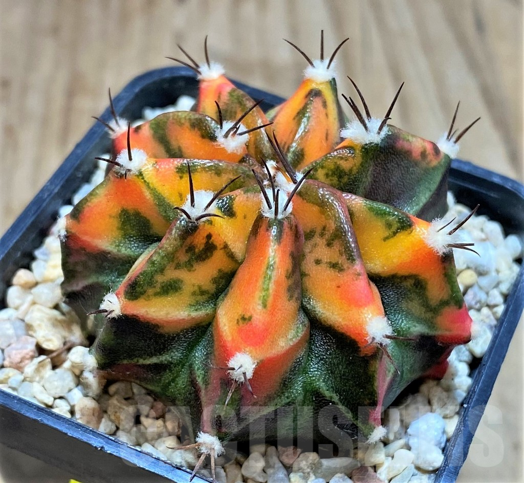 SH2140 Gymnocalycium mihanovichii f. variegata, seedling - Image 2
