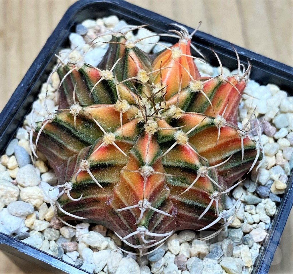 SH2147 Gymnocalycium friedrichii f. variegata, seedling - Image 2