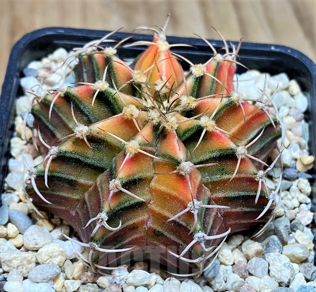 SH2147 Gymnocalycium friedrichii f. variegata, seedling