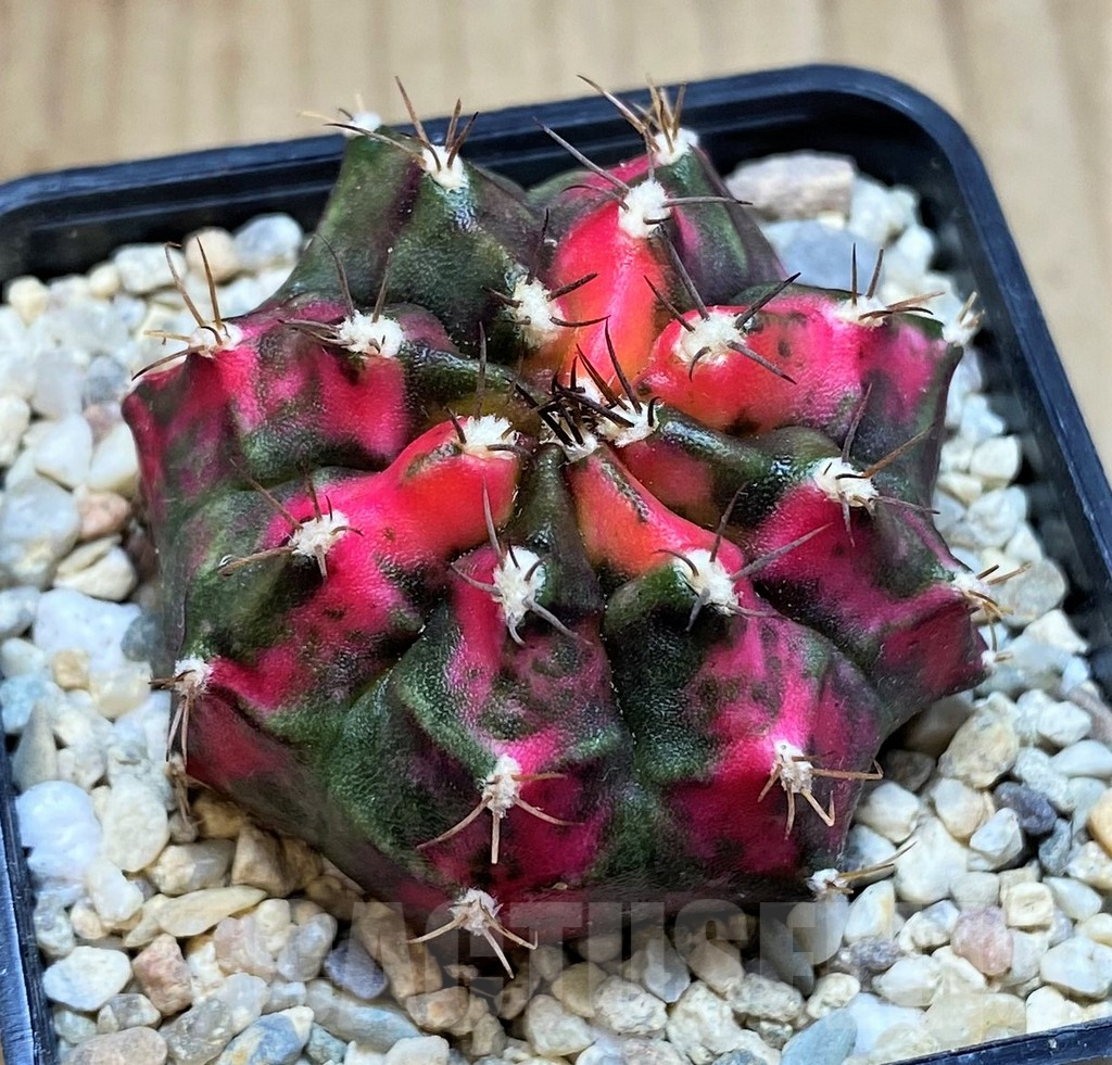 SH2151 Gymnocalycium mihanovichii ‘Sub Mongkol’ - Image 2
