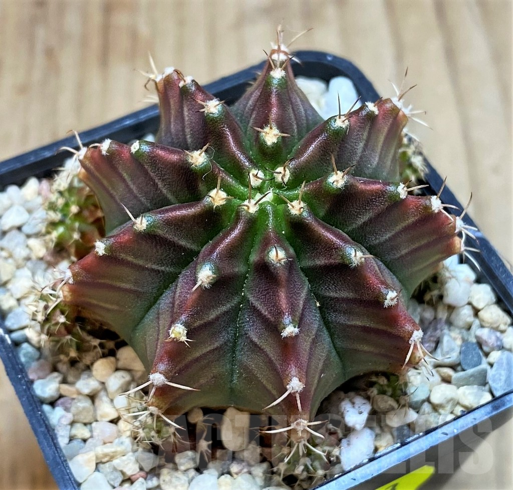 SH2153 Gymnocalycium mihanovichii ‘Silamanee' - Image 2