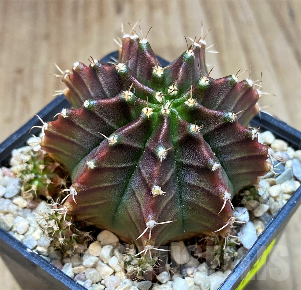 SH2153 Gymnocalycium mihanovichii ‘Silamanee'