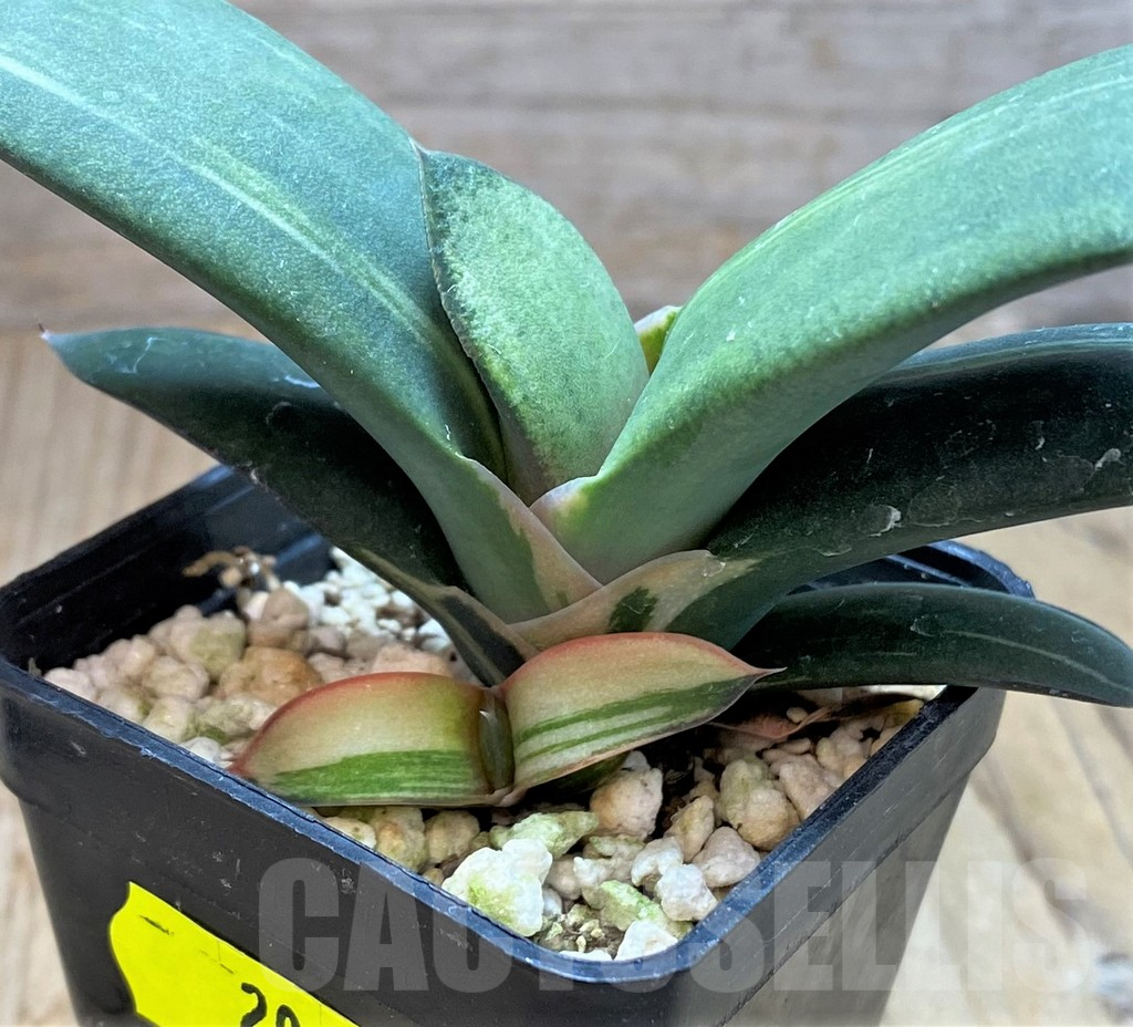 SH2097 Gasteria hybrid f. variegata - Image 3