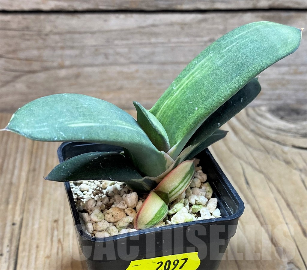 SH2097 Gasteria hybrid f. variegata - Image 2