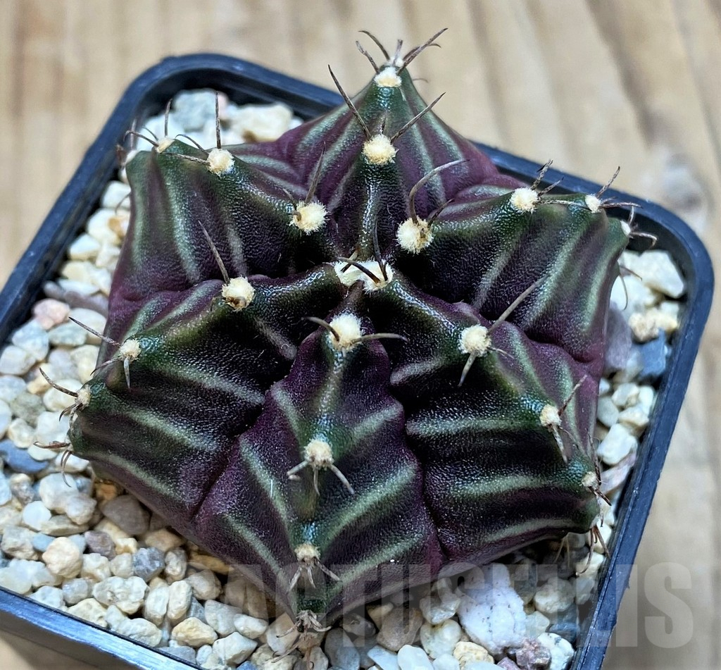 SH2111 Gymnocalycium mihanovichii 6-ribs, seedling - Image 2