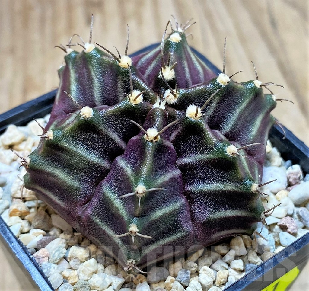 SH2111 Gymnocalycium mihanovichii 6-ribs, seedling