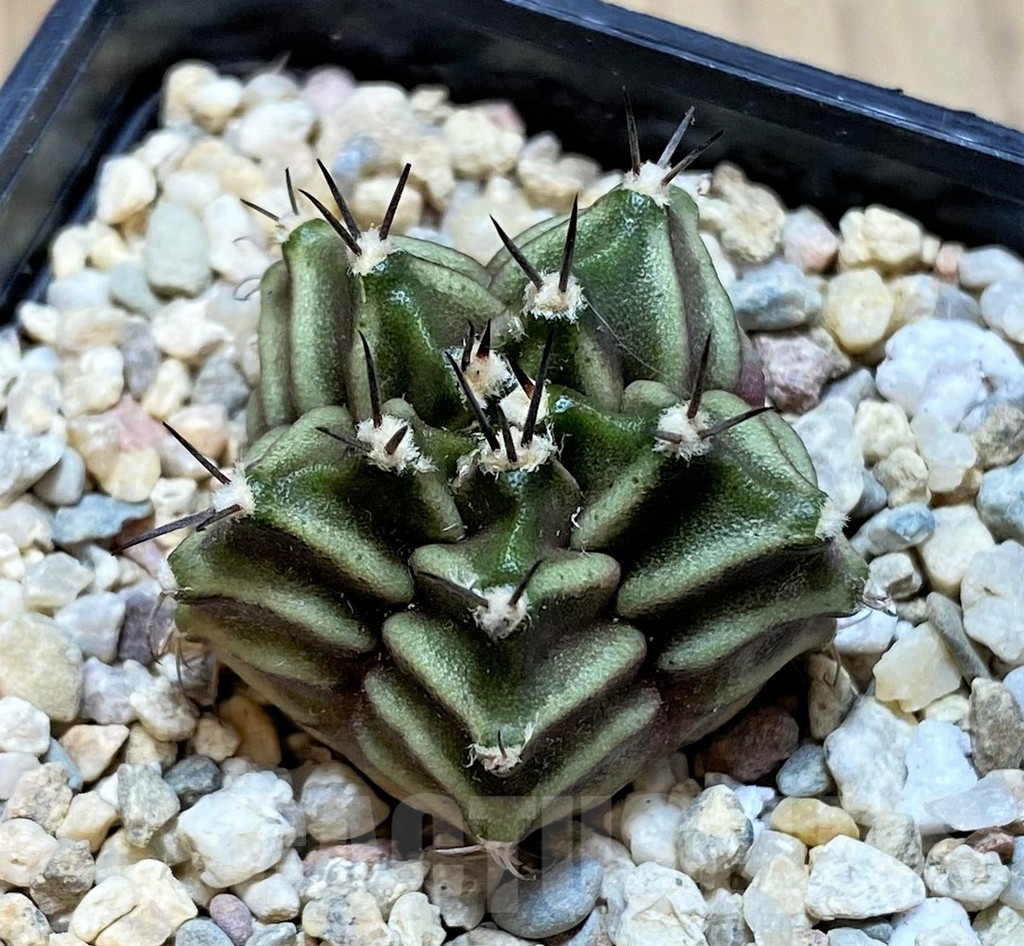 SH2114 Gymnocalycium mihanovichii 5-ribs, seedling