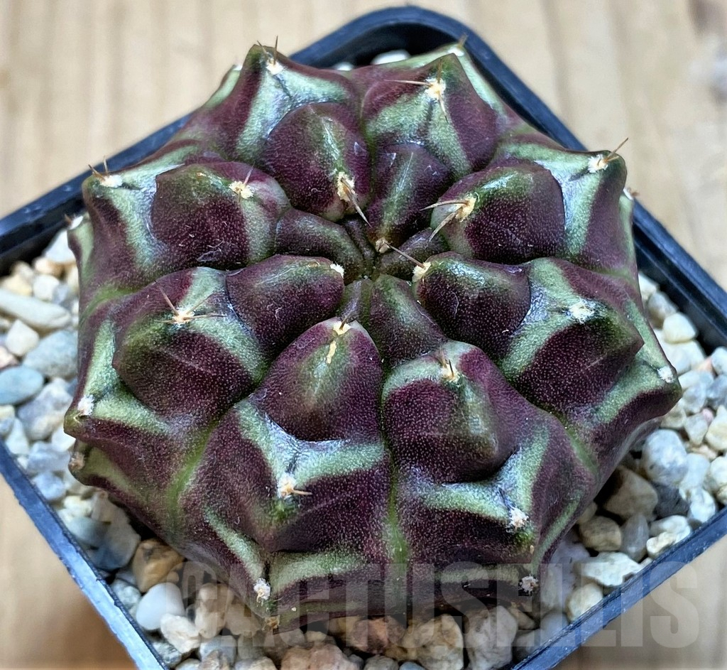 SH2115 Gymnocalycium mihanovichii ‘Day Dream’, seedling
