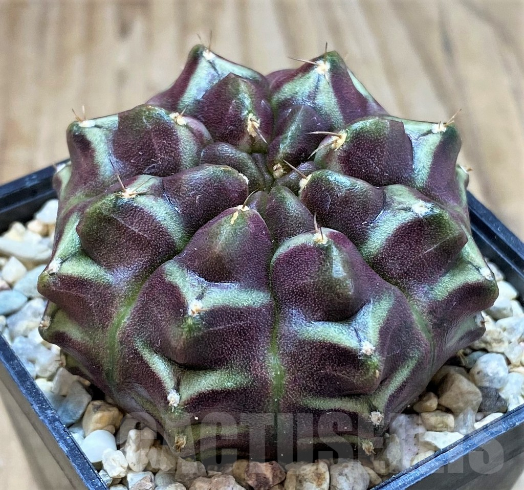 SH2115 Gymnocalycium mihanovichii ‘Day Dream’, seedling - Image 2