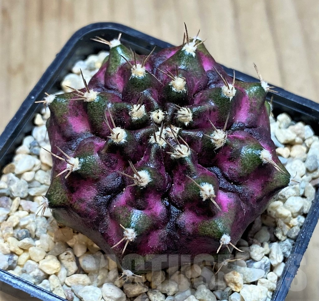 SH2126 Gymnocalycium mihanovichii T-lux, seedling - Image 2