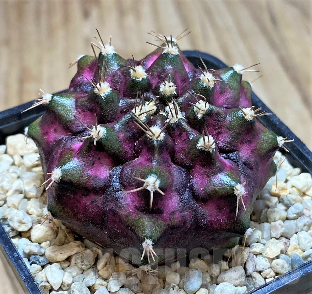 SH2126 Gymnocalycium mihanovichii T-lux, seedling
