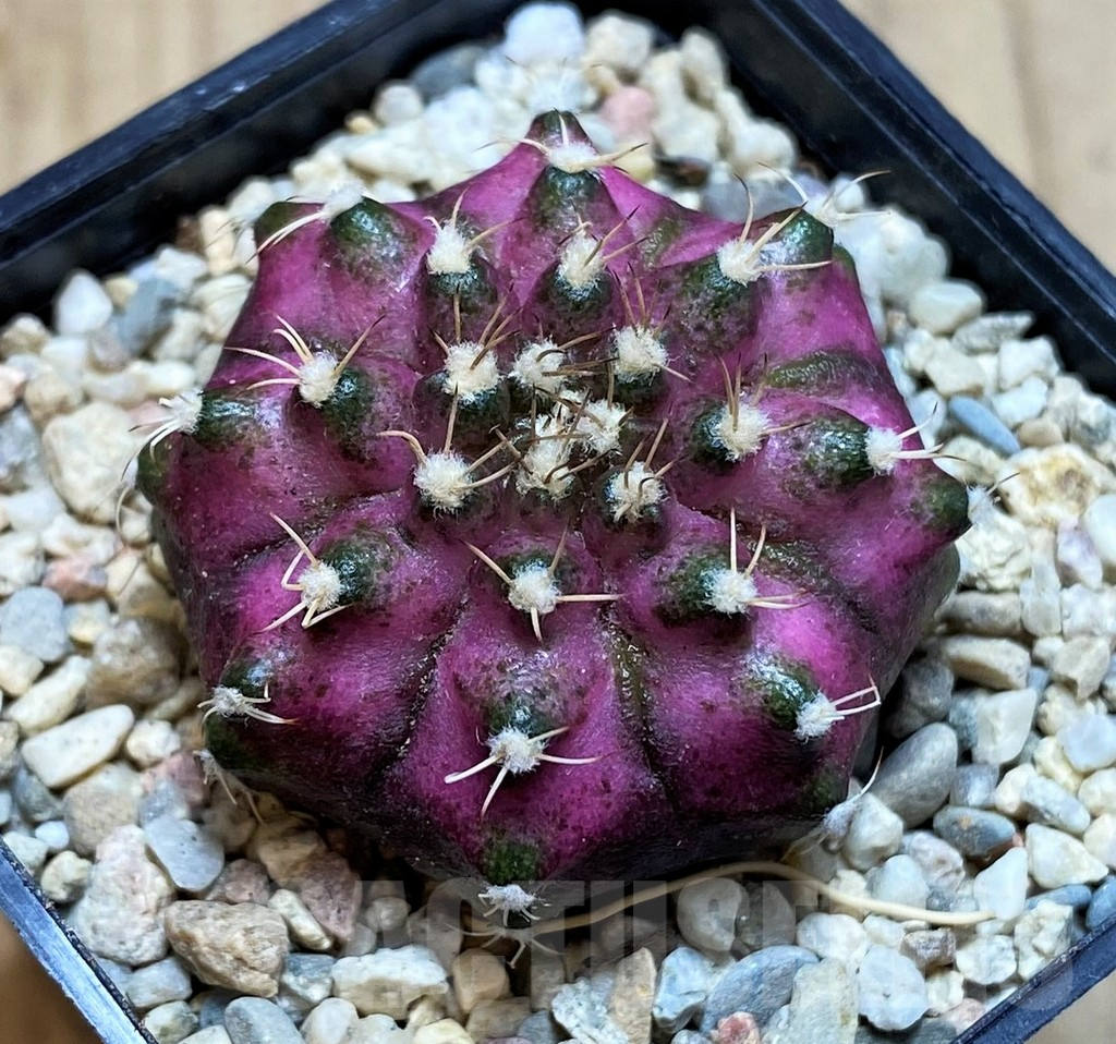 SH2127 Gymnocalycium mihanovichii T-lux, seedling - Image 2