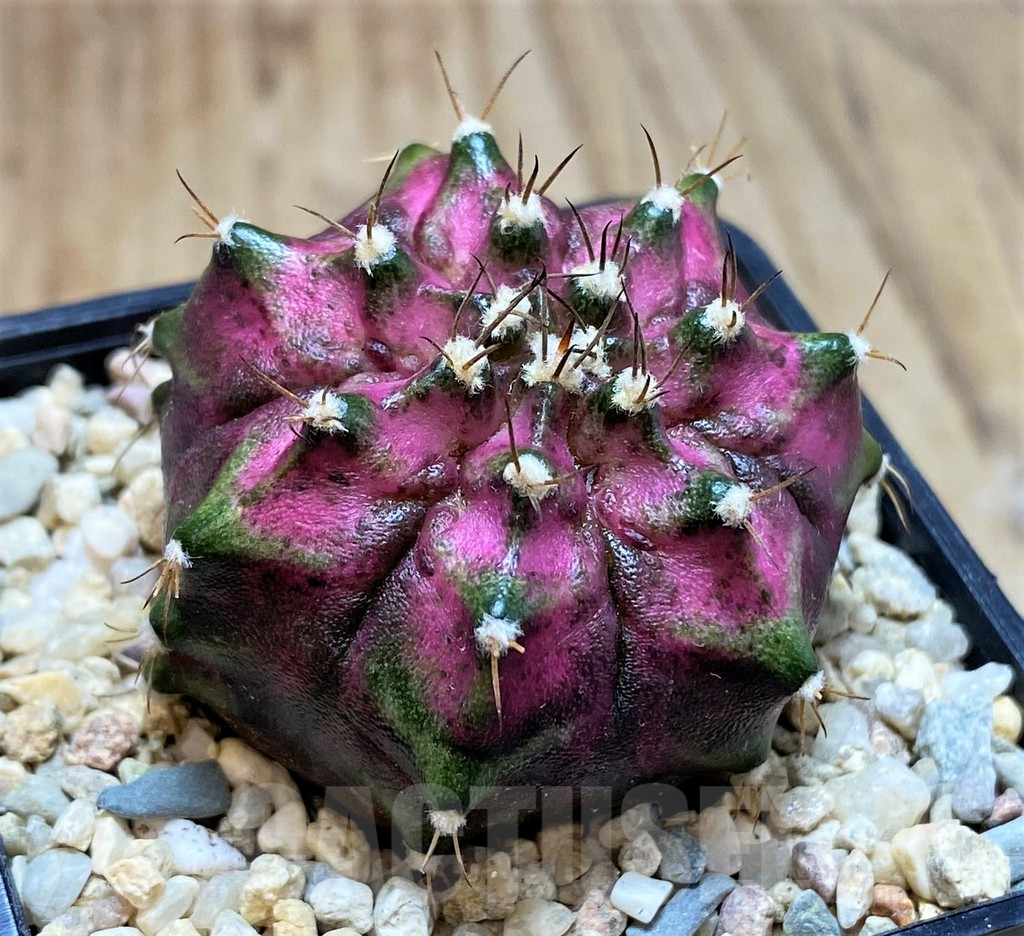 SH2128 Gymnocalycium mihanovichii T-lux, seedling - Image 2