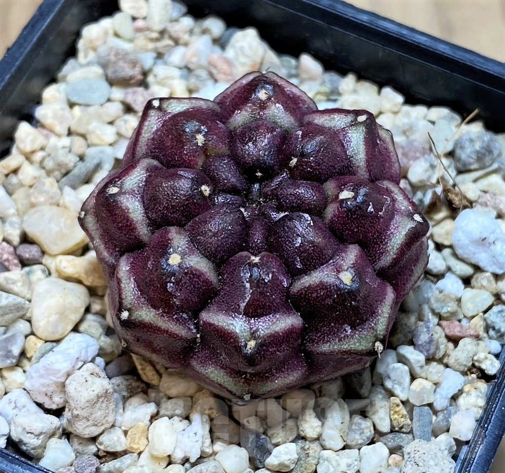 SH2129 Gymnocalycium mihanovichii ‘Day Dream’, seedling