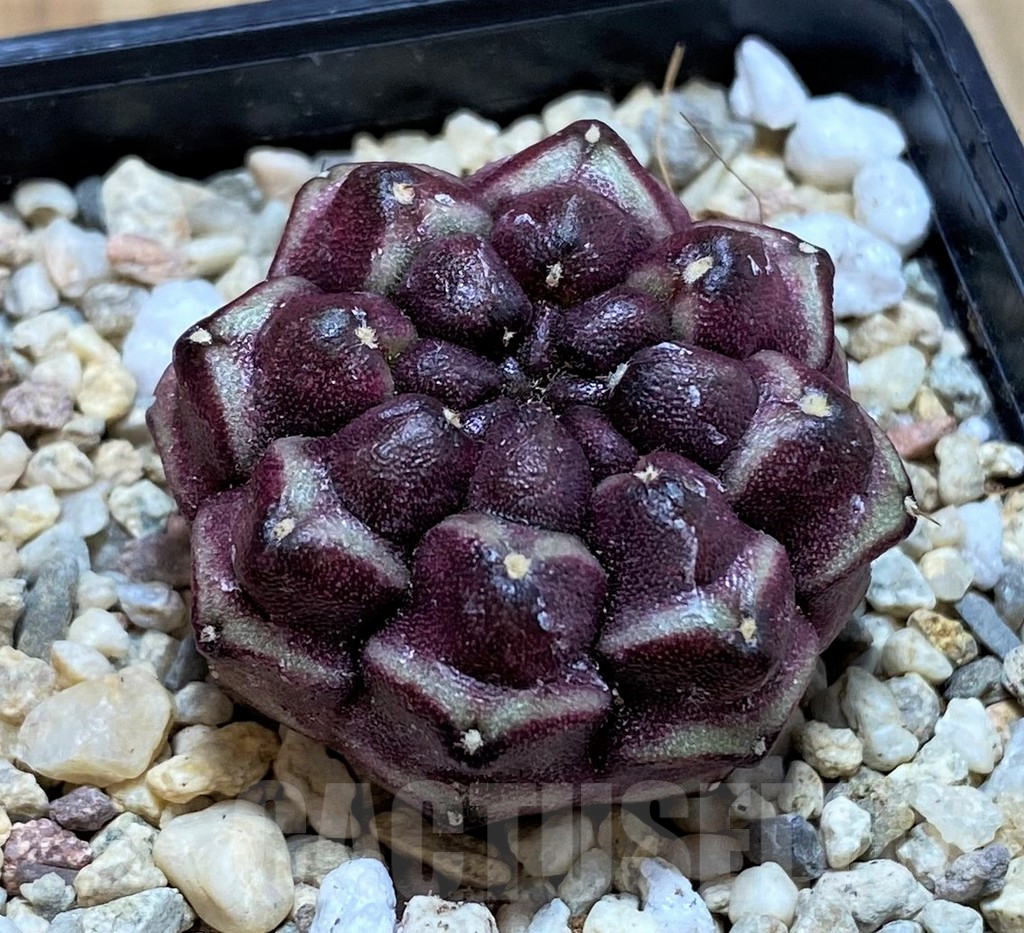 SH2129 Gymnocalycium mihanovichii ‘Day Dream’, seedling - Image 2