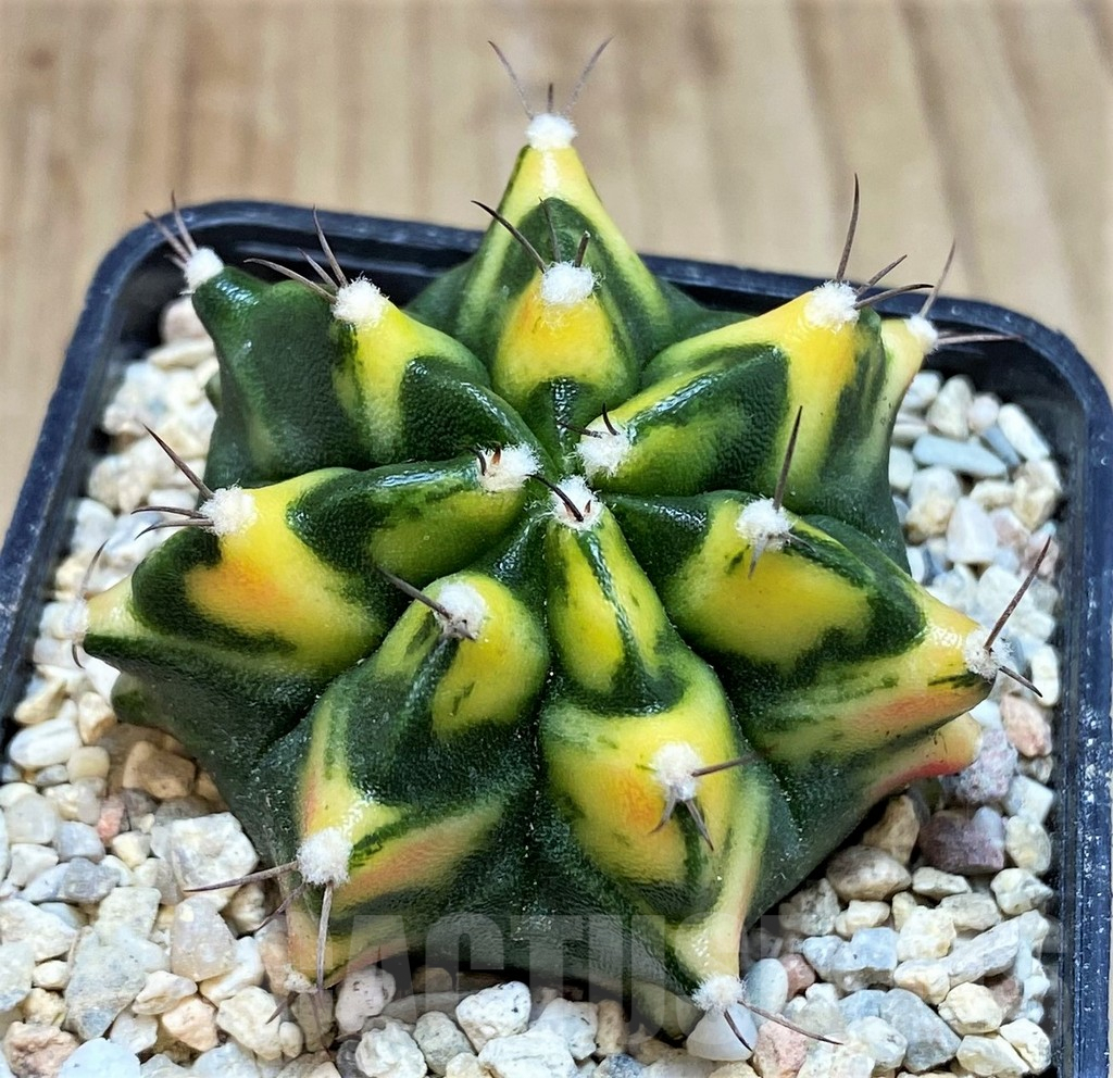SH2199 Gymnocalycium mihanovichii 'Diffodil' - Image 2