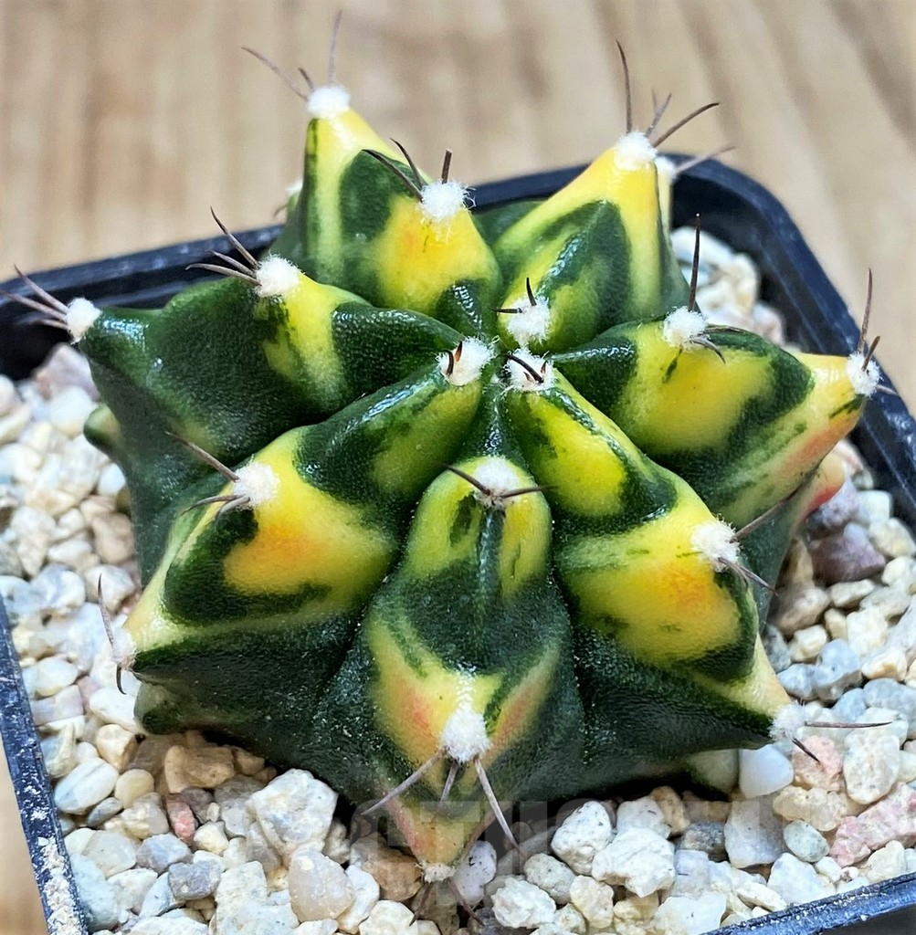 SH2199 Gymnocalycium mihanovichii 'Diffodil'