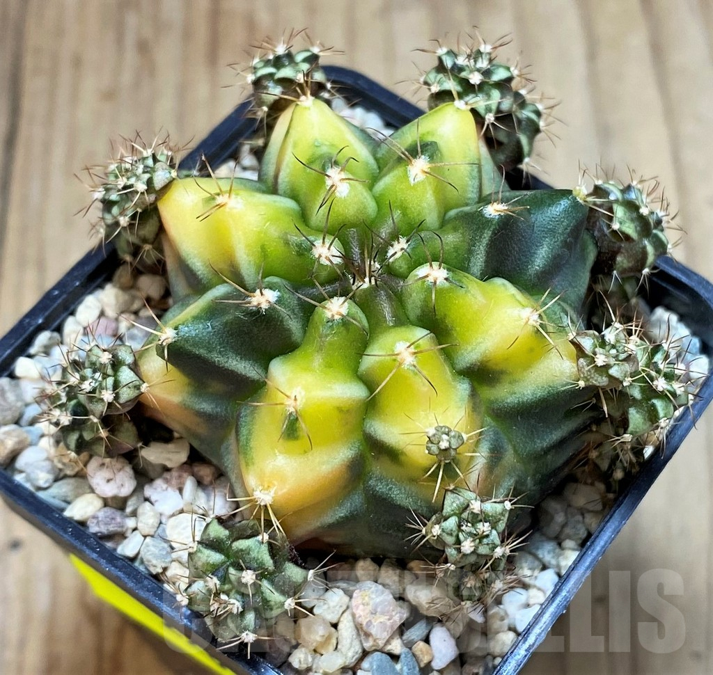 SH2201 Gymnocalycium mihanovichii ‘Root Beer’ - Image 2