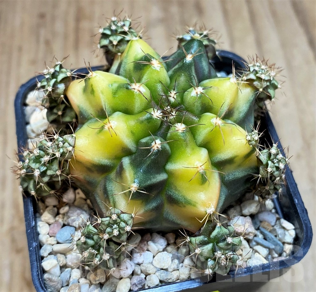 SH2201 Gymnocalycium mihanovichii ‘Root Beer’
