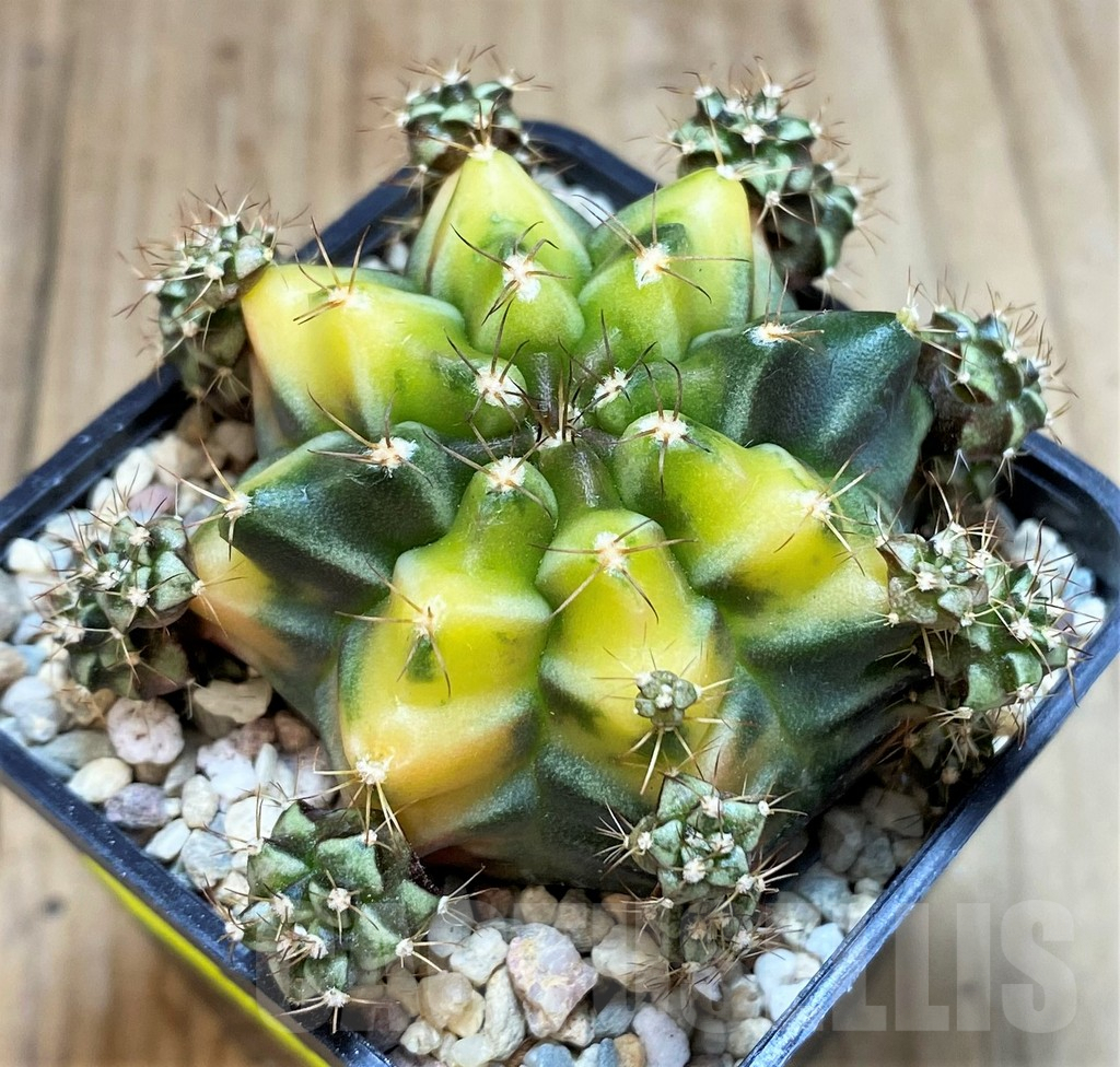 SH2201 Gymnocalycium mihanovichii ‘Root Beer’ - Image 3