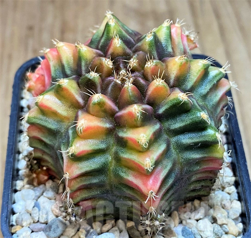 SH2211 Gymnocalycium mihanovichii BS - Image 2