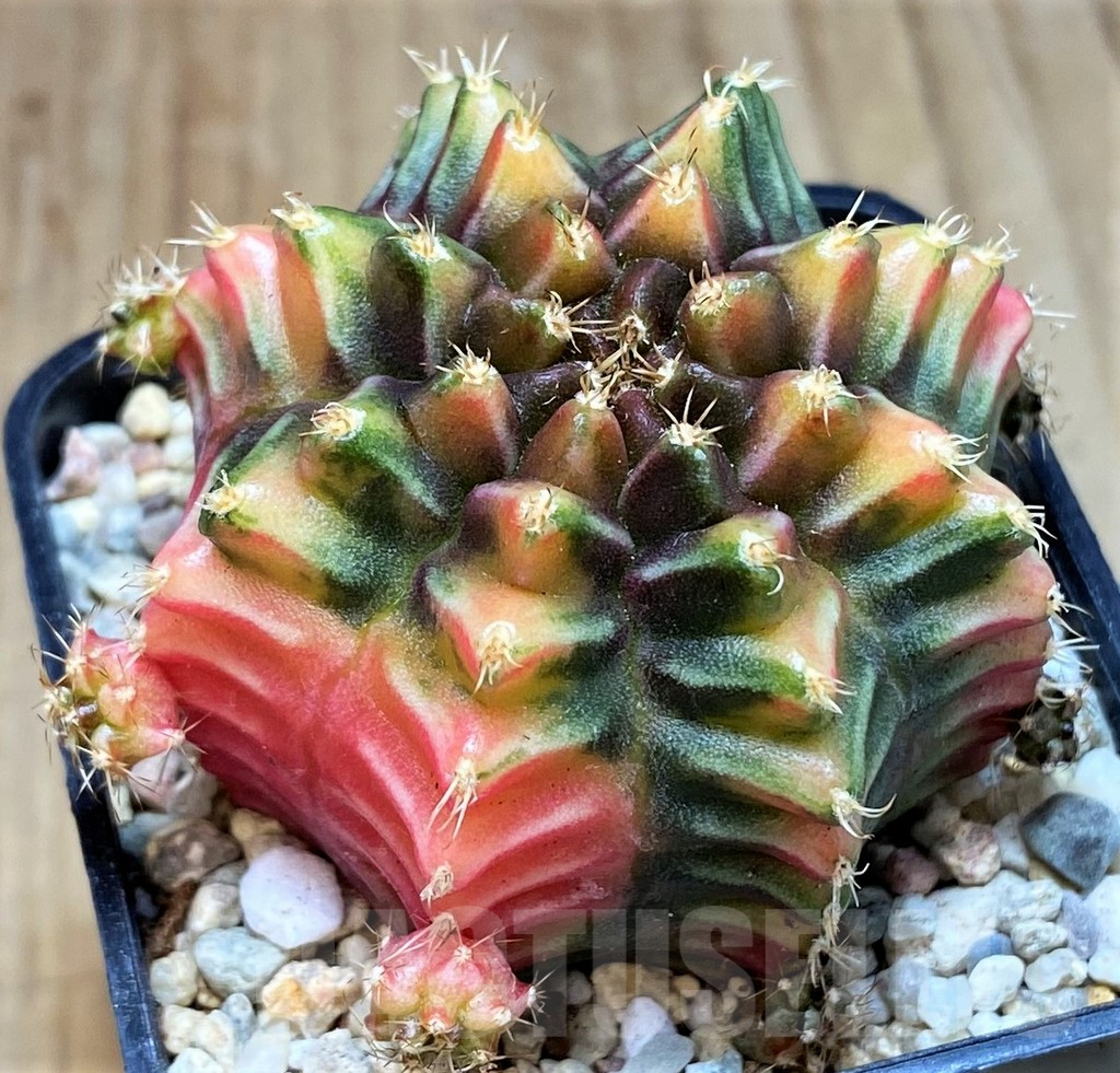 SH2211 Gymnocalycium mihanovichii BS - Image 3