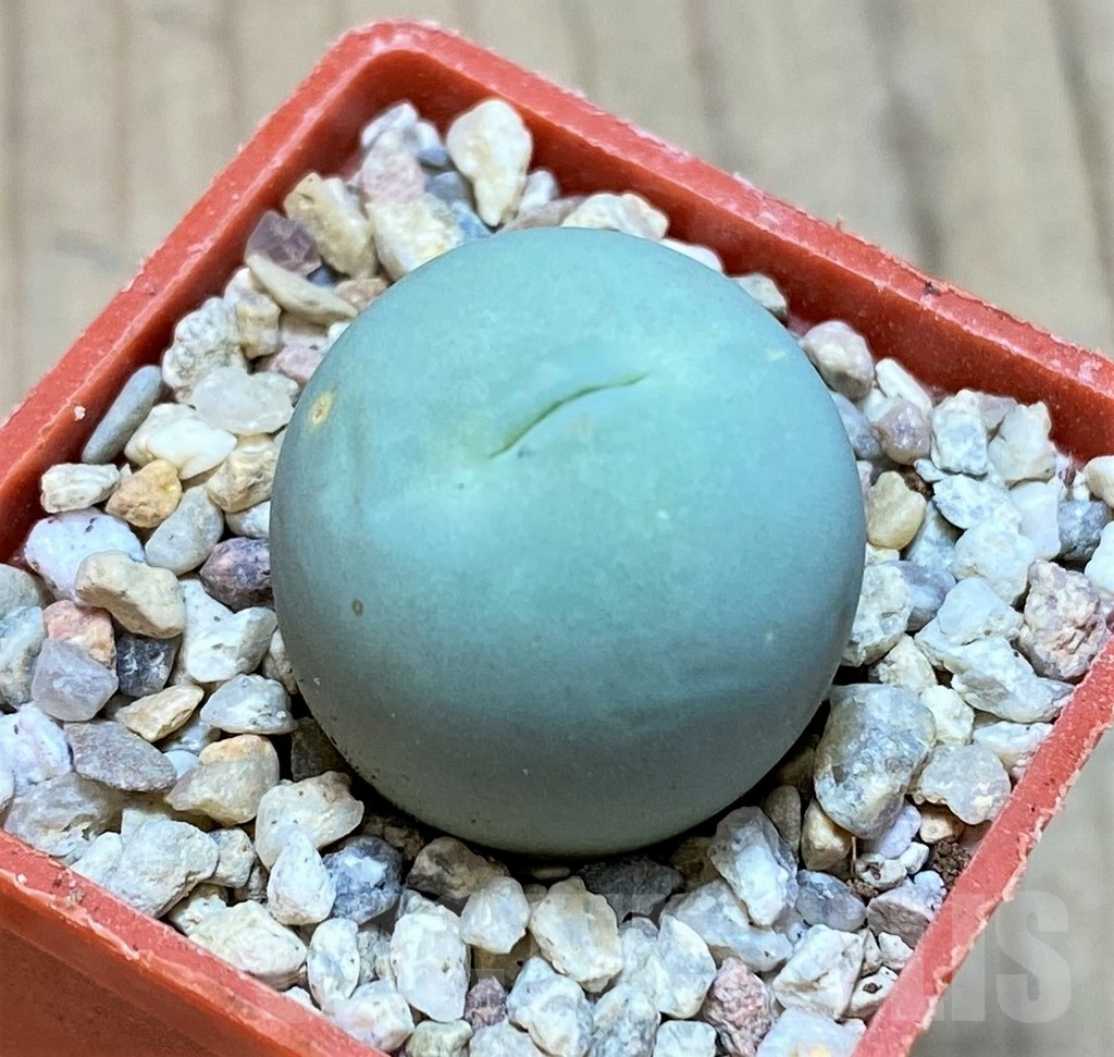 SH2157 Conophytum calculus