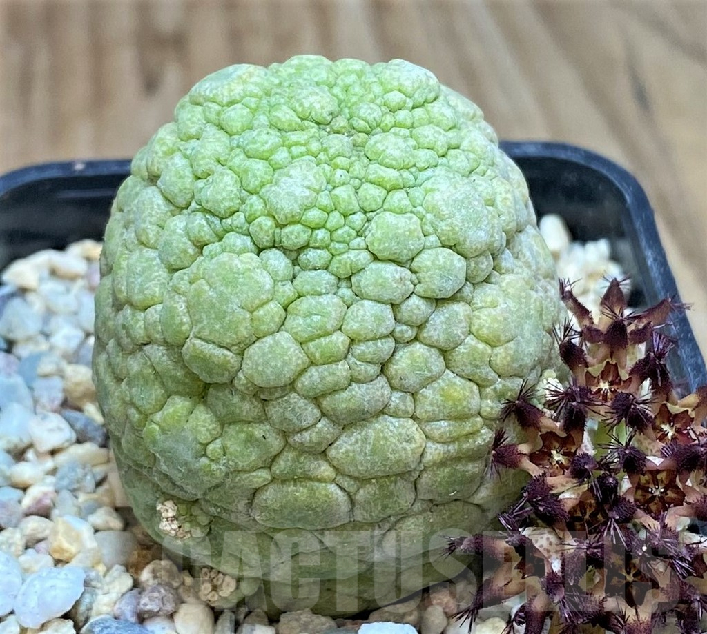 SH2161 Pseudolithos migiurtinus - Image 2